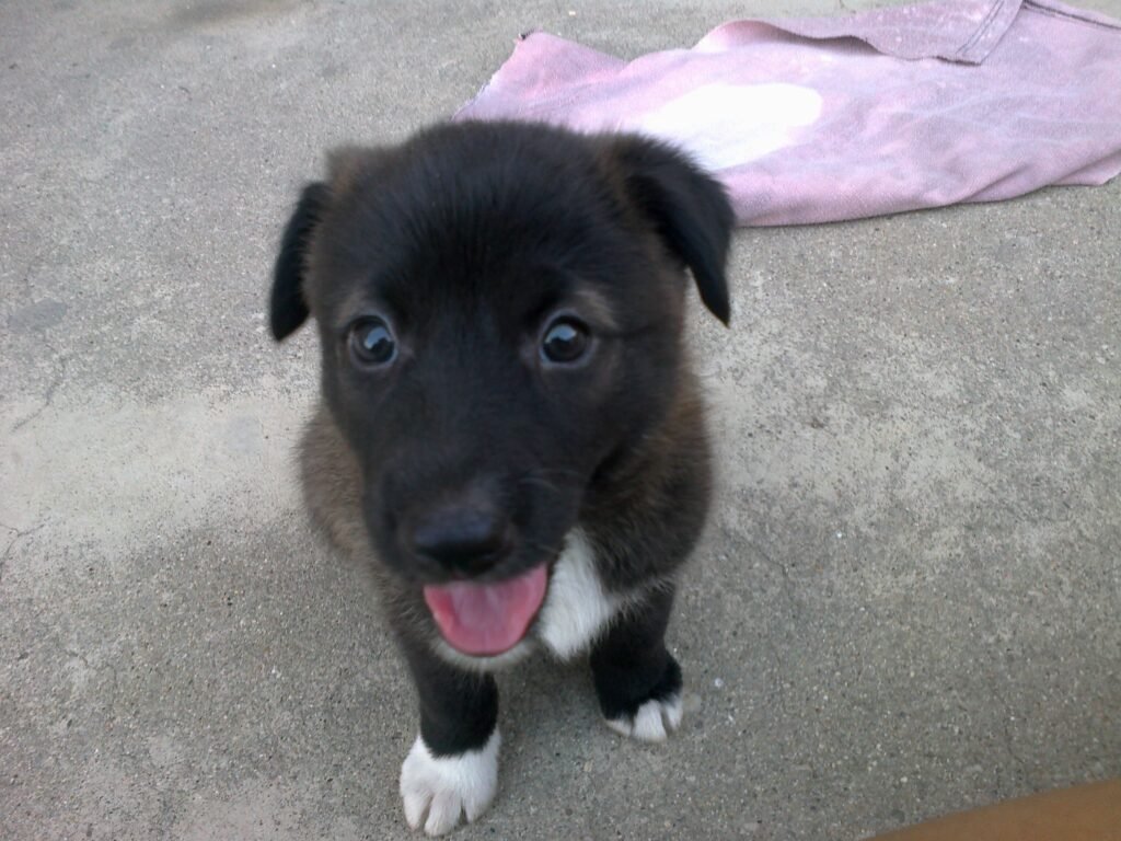 dog at two months 