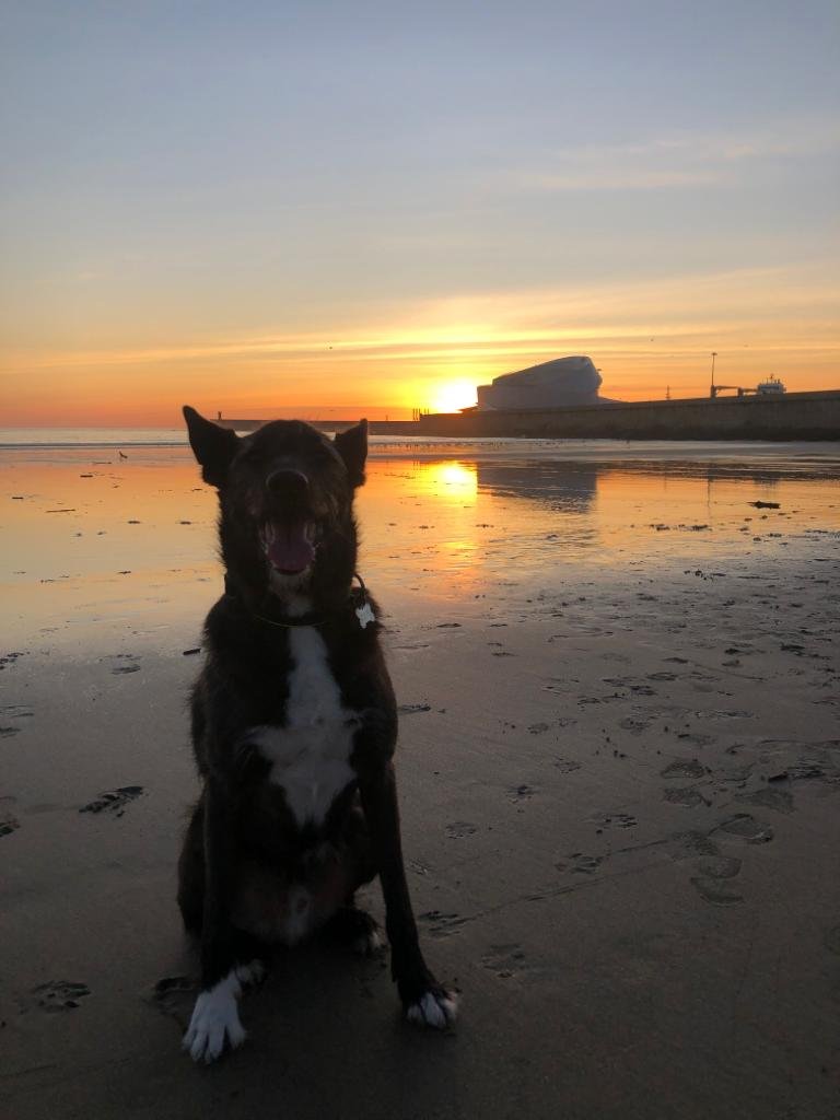 dog at Matosinhos beach during sunset