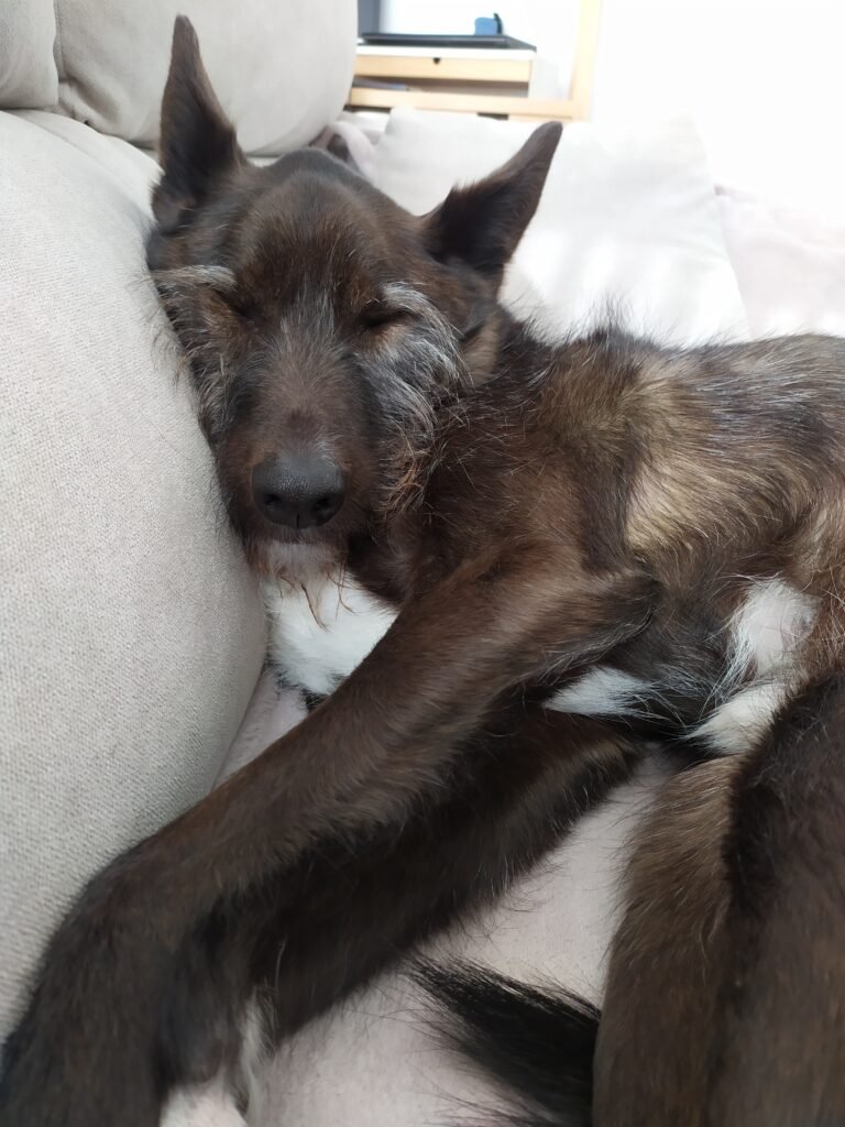 dog sleeping on the sofa