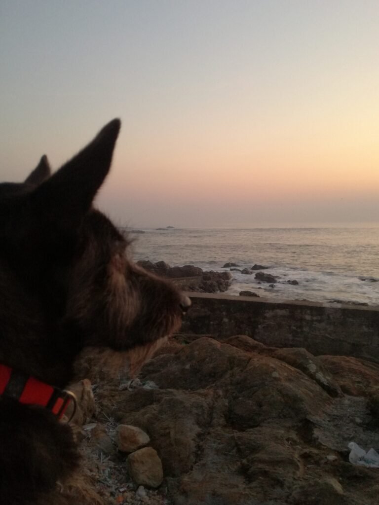 dog watching the sunset