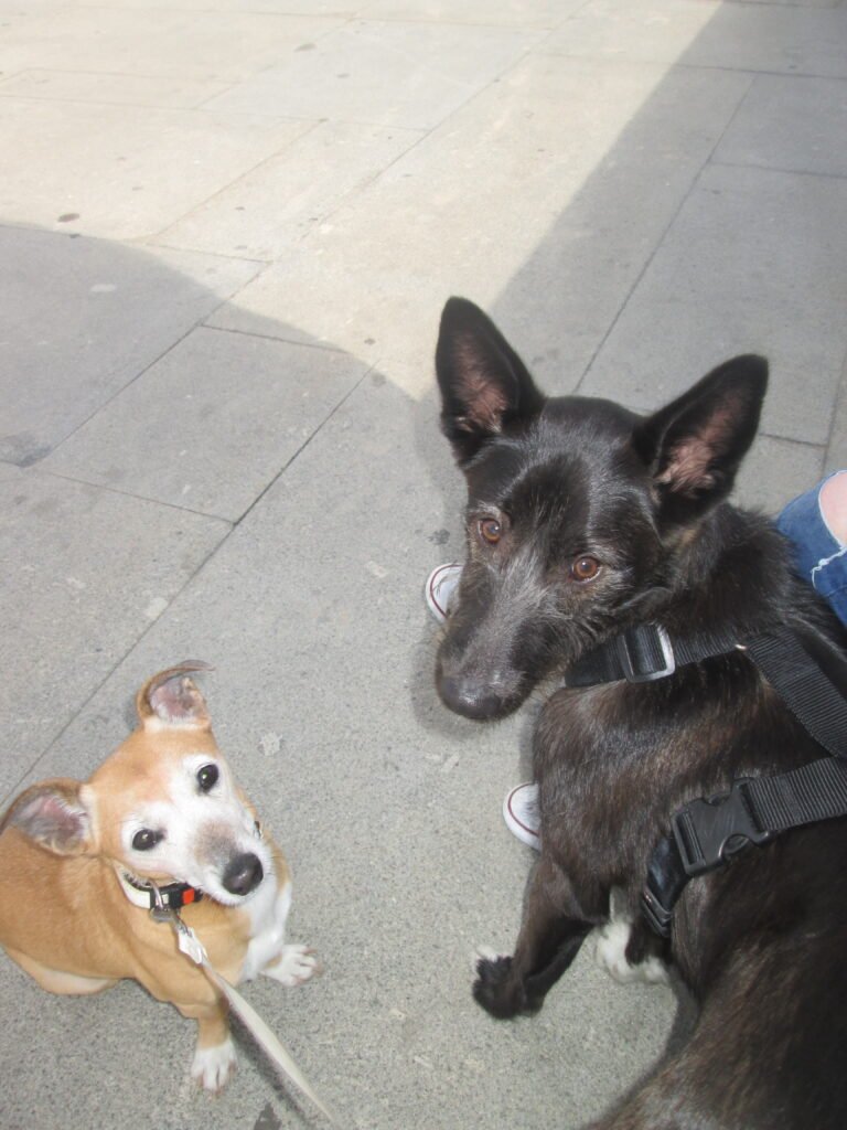 two dogs posing for a photo